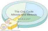 The Cell Cycle Mitosis and Meiosis IB 1.5.1-1.5.7.