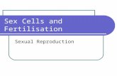 Sex Cells and Fertilisation Sexual Reproduction. Copy the following definition: Reproduction is the method by which the members of a species produce offspring.