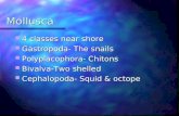 Mollusca 4 classes near shore 4 classes near shore Gastropoda- The snails Gastropoda- The snails Polyplacophora- Chitons Polyplacophora- Chitons Bivalva-Two.