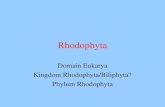 Rhodophyta Domain Eukarya Kingdom Rhodophyta/Biliphyta? Phylum Rhodophyta.