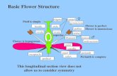 Basic Flower Structure stigma style ovary locule ovule carpel gynoecium pollen anther filamentstamen androecium petal corolla perianth sepal calyx receptacle.
