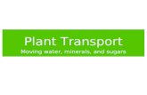 Plant Transport 2