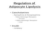Regulation of Adipocyte Lipolysis Catecholamines –Epinephrine & Norepinephrine Beta Adrenergic Receptors –Stimulate Alpha Adrenergic Receptors –Inhibit.