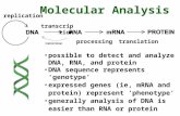 Replication transcription processingtranslation Molecular Analysis possible to detect and analyze DNA, RNA, and protein DNA sequence represents 'genotype'