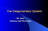 The Integumentary System Mr. West Anatomy and Physiology.