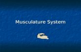 Musculature System So what do muscles do? Muscles move cows, snakes, worms and humans. Muscles move you! Muscles move cows, snakes, worms and humans.
