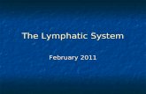The Lymphatic System February 2011. Functions drains and filters protein containing fluids from tissue which has escaped from blood capillaries drains.