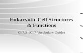 Eukaryotic Cell Structures & Functions Ch7.3 (Ch7 Vocabulary Guide)