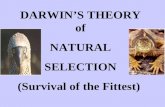 DARWINS THEORY of NATURAL SELECTION (Survival of the Fittest)