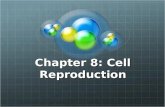 Chapter 8: Cell Reproduction. Review OrganellesCentrioles Made of microtubules Acts as anchors in cell division Mitotic Spindle fibers Two Main types.