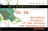Ch 26 Microbial Diseases of the Urinary and Reproductive Systems.