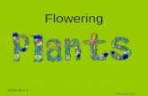 Flowering Kim Lachler 2010 NCES 6L1.1. Plants Why are plants important to you? The_Plant_Life_Cycle_and_Us.mov Plants Are living (Biotic) They grow Reproduce.
