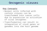 Oncogenic viruses Key Concepts Normal cells infected with certain viruses can be transformed into cancer cells due to expression or activation of viral.