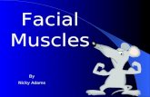 Facial Muscles By Nicky Adams We are going to explore the various facial muscles Then learn the various functions of these muscles AIMS.