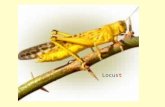 Locus Locust. Locus The path of an object that obeys a certain condition.