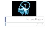 Nervous System Chapter 38 Pages 731-757. Nerve Cell Neurons or nerve cells - receive, process, transmit information Glia - which assist neuron function.