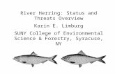 River Herring: Status and Threats Overview Karin E. Limburg SUNY College of Environmental Science & Forestry, Syracuse, NY.