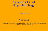 Essentials of Glycobiology Lecture 36 Ajit Varki Changes in Glycosylation in Systemic Diseases (other than Cancer)