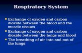 Respiratory System Exchange of oxygen and carbon dioxide between the blood and the muscle tissues Exchange of oxygen and carbon dioxide between the lungs.