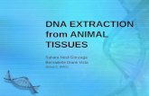 DNA EXTRACTION from ANIMAL TISSUES