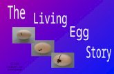 Click screen to continue. Chickens are one of the many animals around us that lay eggs. Others are special eggs that become chickens. Some of these we.