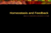 Homeostasis and Feedback. Homeostasis: Maintaining Limits Homeostasis is the maintenance of relatively stable conditions Ensures the bodys internal environment.
