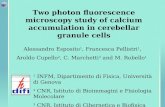 Two photon fluorescence microscopy study of calcium accumulation in cerebellar granule cells Alessandro Esposito 1, Francesca Pellistri 1, Aroldo Cupello.