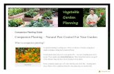 Companion Planting for Vegetable Gardens