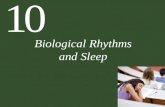 10 Biological Rhythms and Sleep. 10 Biological Rhythms and Sleep: Part I Biological Rhythms Many Animals Show Daily Rhythms in Activity The Hypothalamus