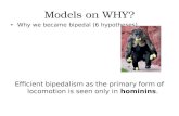 Models on WHY? Why we became bipedal (6 hypotheses)6 hypotheses Efficient bipedalism as the primary form of locomotion is seen only in hominins.