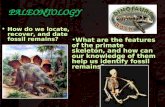 PALEONTOLOGY How do we locate, recover, and date fossil remains? What are the features of the primate skeleton, and how can our knowledge of them help.