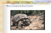 Origins - Microevolution. DNA Review Building Blocks of Evolutionary Theory – Population Growth.