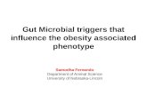 Gut Microbial triggers that influence the obesity associated phenotype Samodha Fernando Department of Animal Science University of Nebraska-Lincoln.