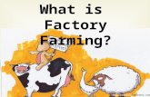 What is Factory Farming? . This is Factory Farming .