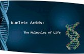 Nucleic Acids: The Molecules of Life. DNA and RNA Both are polymers. They are made up of monomers called ______________.