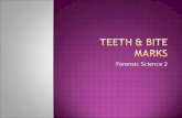 Forensic Science 2. The role of teeth is food processing (mechanical digestion) The first set of teeth are called deciduous teeth – they erupt around.