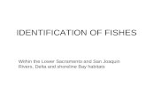 Within the Lower Sacramento and San Joaquin Rivers, Delta and shoreline Bay habitats IDENTIFICATION OF FISHES.