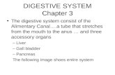 DIGESTIVE SYSTEM Chapter 3 The digestive system consist of the Alimentary Canal….a tube that stretches from the mouth to the anus … and three accessory.