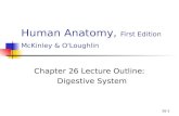 26-1 Human Anatomy, First Edition McKinley & O'Loughlin Chapter 26 Lecture Outline: Digestive System.