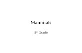 Mammals 5 th Grade. *About 4,000 different species. What is a mammal? What characteristics do mammals share?