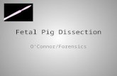 Fetal Pig Dissection OConnor/Forensics. Gestation is 114 days in length (+/- 2 days) or 3 months, 3 weeks, and 3 days.