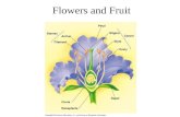 Flowers and Fruit. Flower Structure Generalized flowers - 2 outer sets of sterile parts, 2 inner sets of fertile parts Outer sterile part - sepals, collectively.