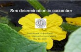 Sex determination in cucumber Anandkumar Surendrarao VC221: Vegetable crop breeding May 10, 2006.
