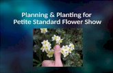 Planning & Planting for Petite Standard Flower Show.