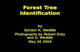 Forest Tree Identification by Gordon K. Weddle Photographs by Robert Doty and G. Weddle May 26 2004.