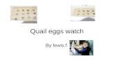 Quail eggs watch By lewis.f. Day 1 Incubator comes and quail eggs are in it. They dont seem to be near hatching yet.