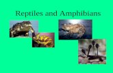 Reptiles and Amphibians. Reptiles There are 6,800 reptile species on earth. The major reptile groups are: Alligators and Crocodiles Turtles and Tortoises.