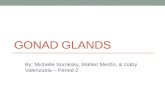 GONAD GLANDS By: Michelle Soroksky, Mahlet Mesfin, & Gaby Valenzuela – Period 2.
