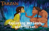 Exploring Wetlands with Tarzan. What is a Wetland? A wetland is an area coved with shallow water. There are different types of plants and animals that.