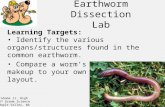 Earthworm Dissection Lab Learning Targets: Identify the various organs/structures found in the common earthworm. Compare a worms physical makeup to your.
